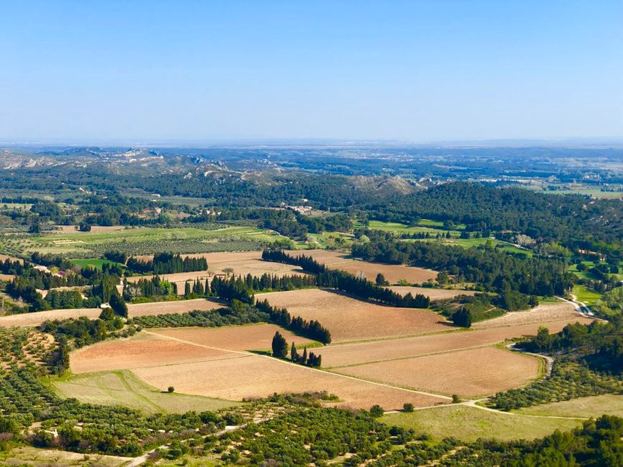 Champ d'oliviers en Provence sous le soleil