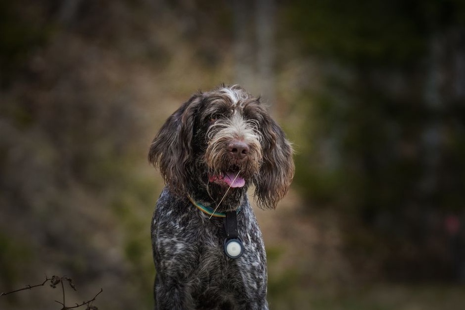 Chien de chasse à la truffe en forêt