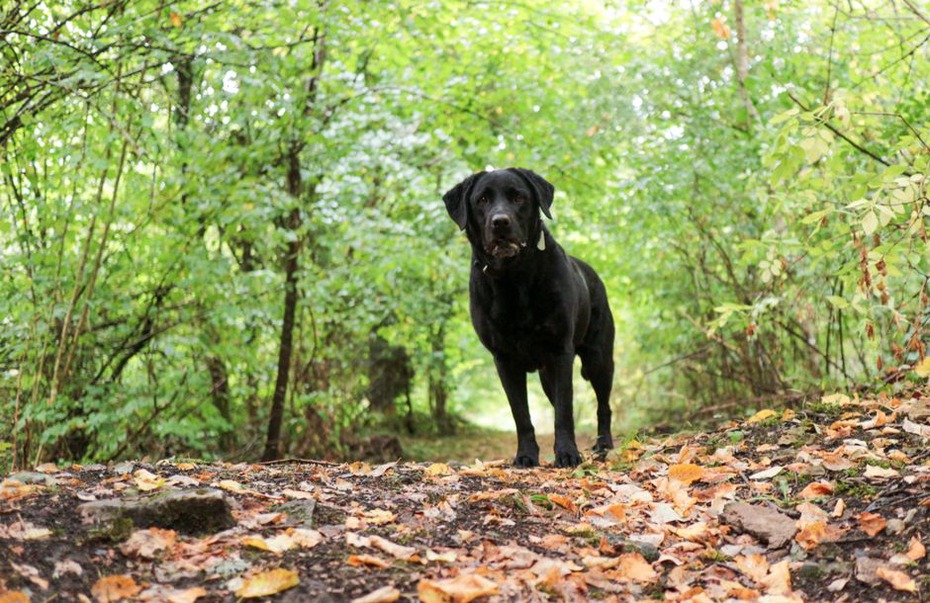 Chien truffier en quête sous les chênes