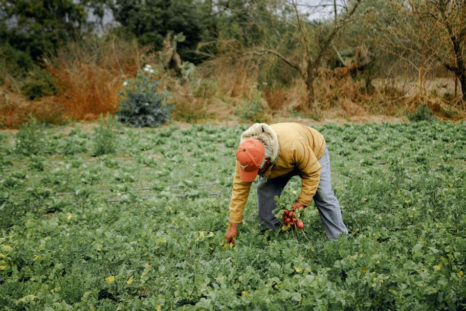 Récolte de légumes dans une exploitation française