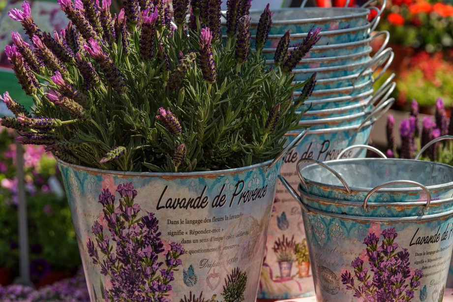 Herbes de Provence dans un cadre rustique