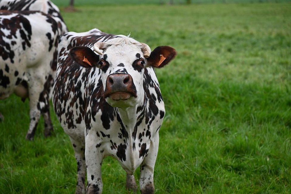 Vaches normandes dans un pré bocager