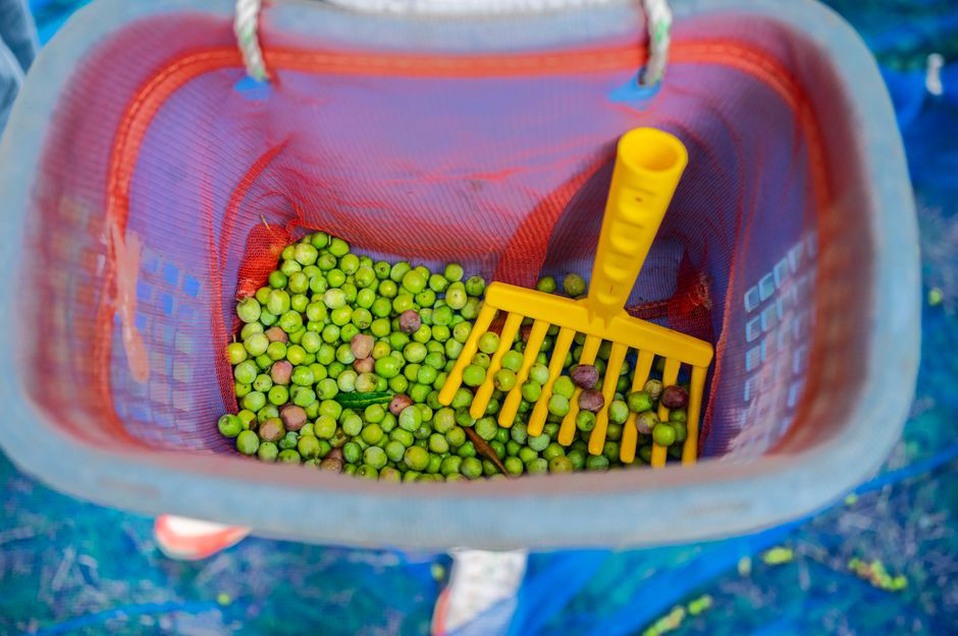 Récolte d’olives dans un verger provençal