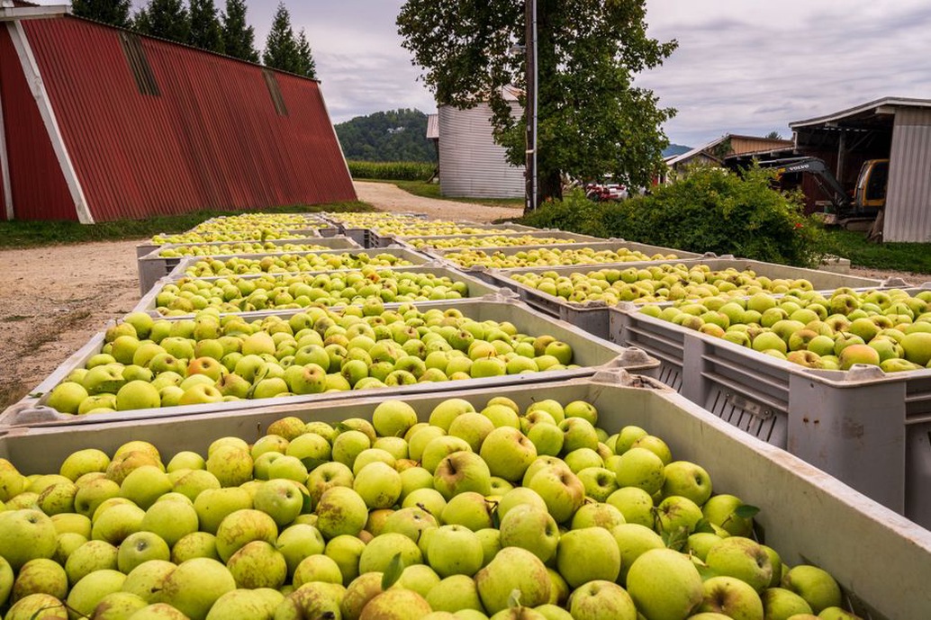 Pommes à cidre réunies après la récolte au verger