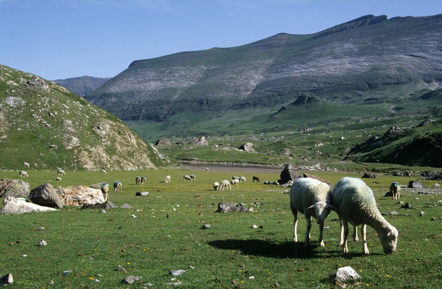 Brebis au pâturage sur un versant pyrénéen