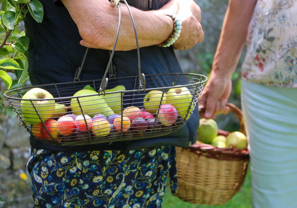 Coings, poires et prunes réunis après la récolte