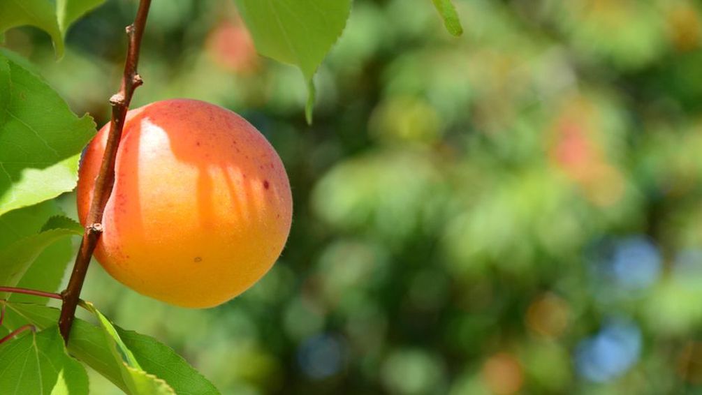 Abricots mûrs sur les branches d’un verger