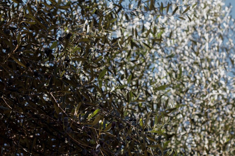 Olives mûres sur les rameaux d’un olivier