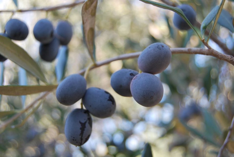 Olives mûres sur un olivier des Baronnies